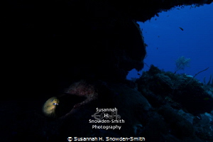 Wide Angle Snoot - Photograph #2: Second in a series of i... by Susannah H. Snowden-Smith 